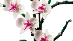 Orchid - Image 4